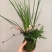 苔藓球多种桌面款可供应