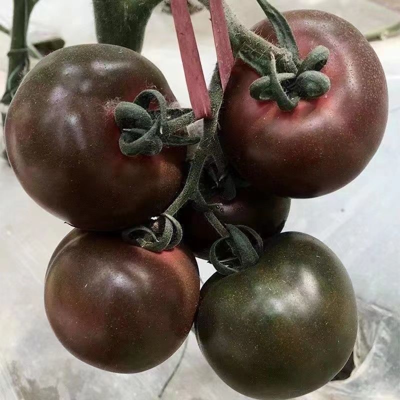 紫桃番茄种子酸甜可口硬度好阳台易活四季盆栽西红柿蔬