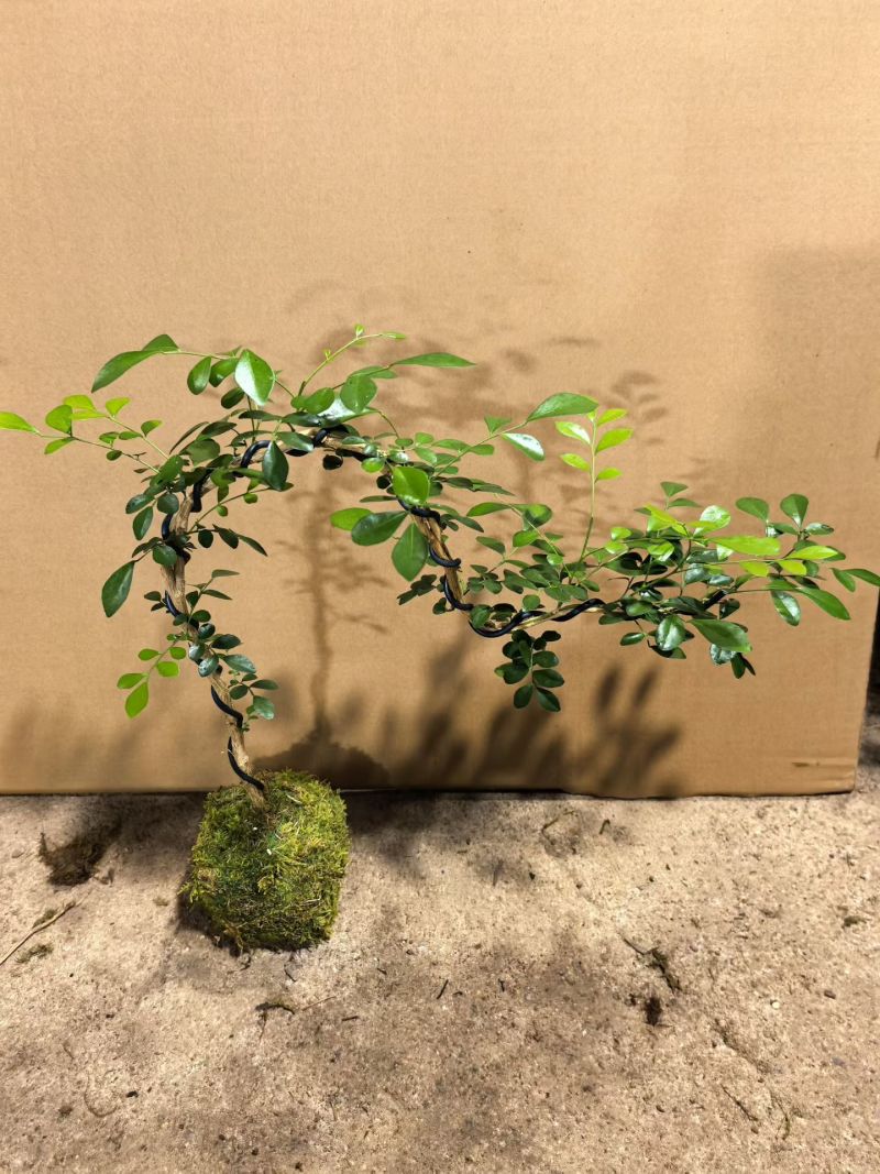 苔藓球多种桌面款可供应