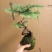 苔藓球多种桌面款可供应