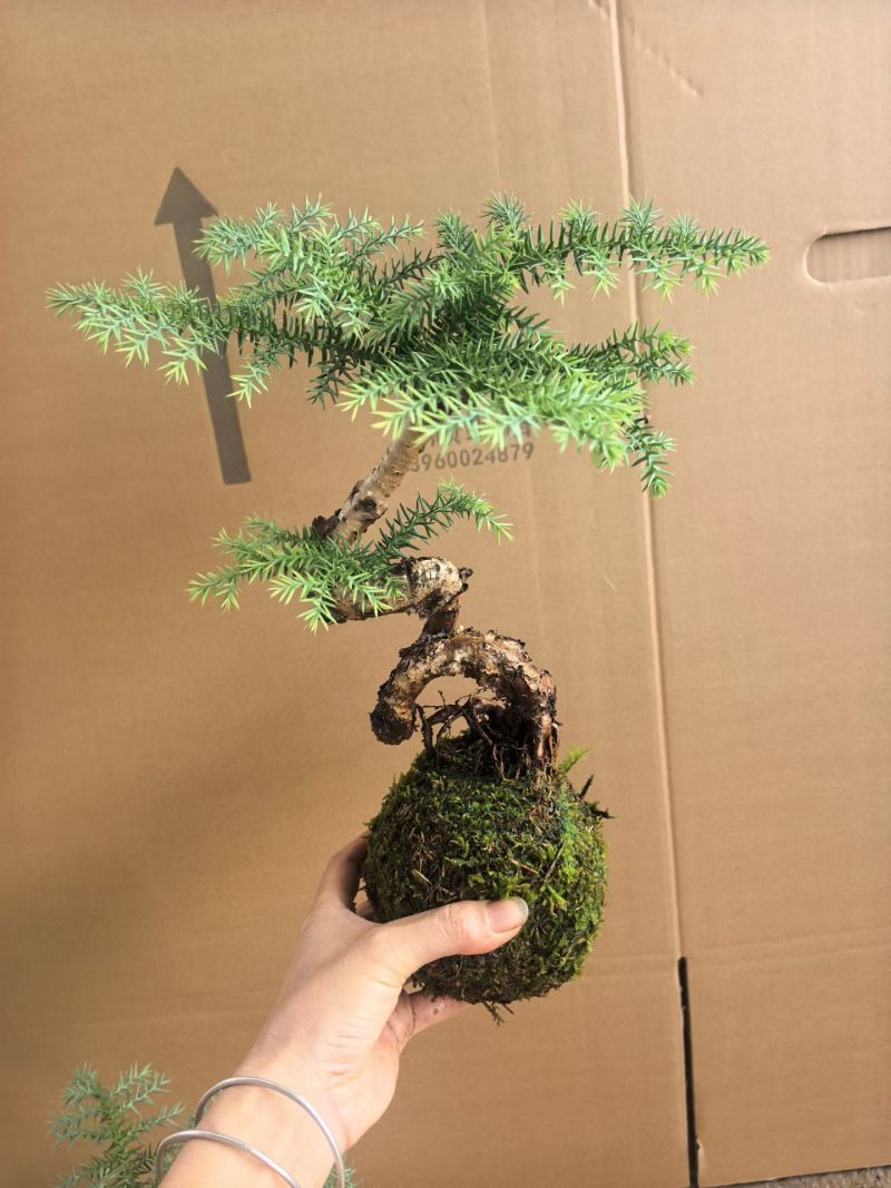 苔藓球多种桌面款可供应