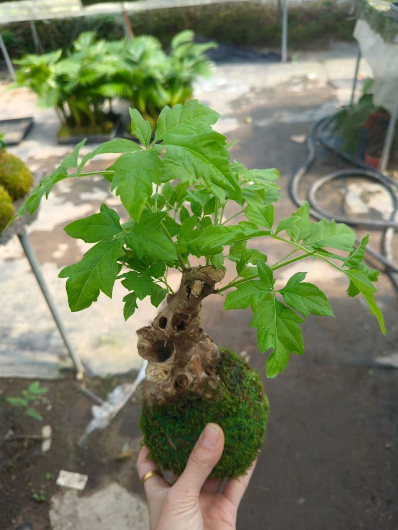苔藓球多种桌面款可供应