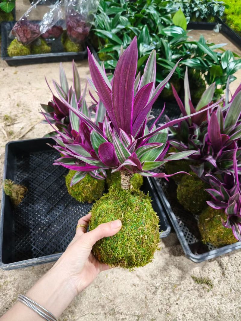 苔藓球多种桌面款可供应