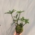 苔藓球多种桌面款可供应