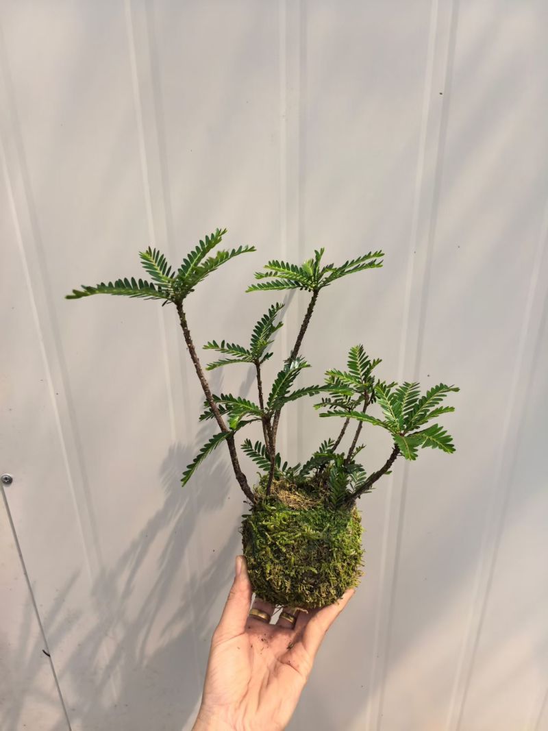 苔藓球多种桌面款可供应