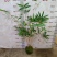 苔藓球多种桌面款可供应