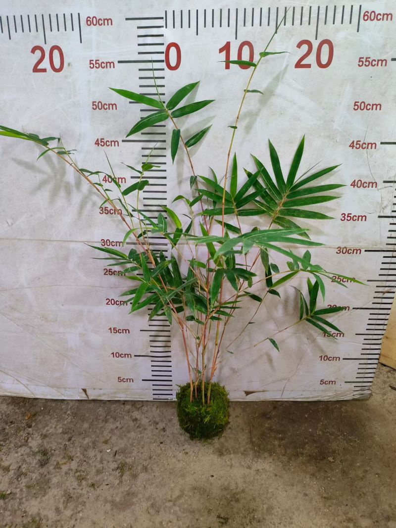 苔藓球多种桌面款可供应