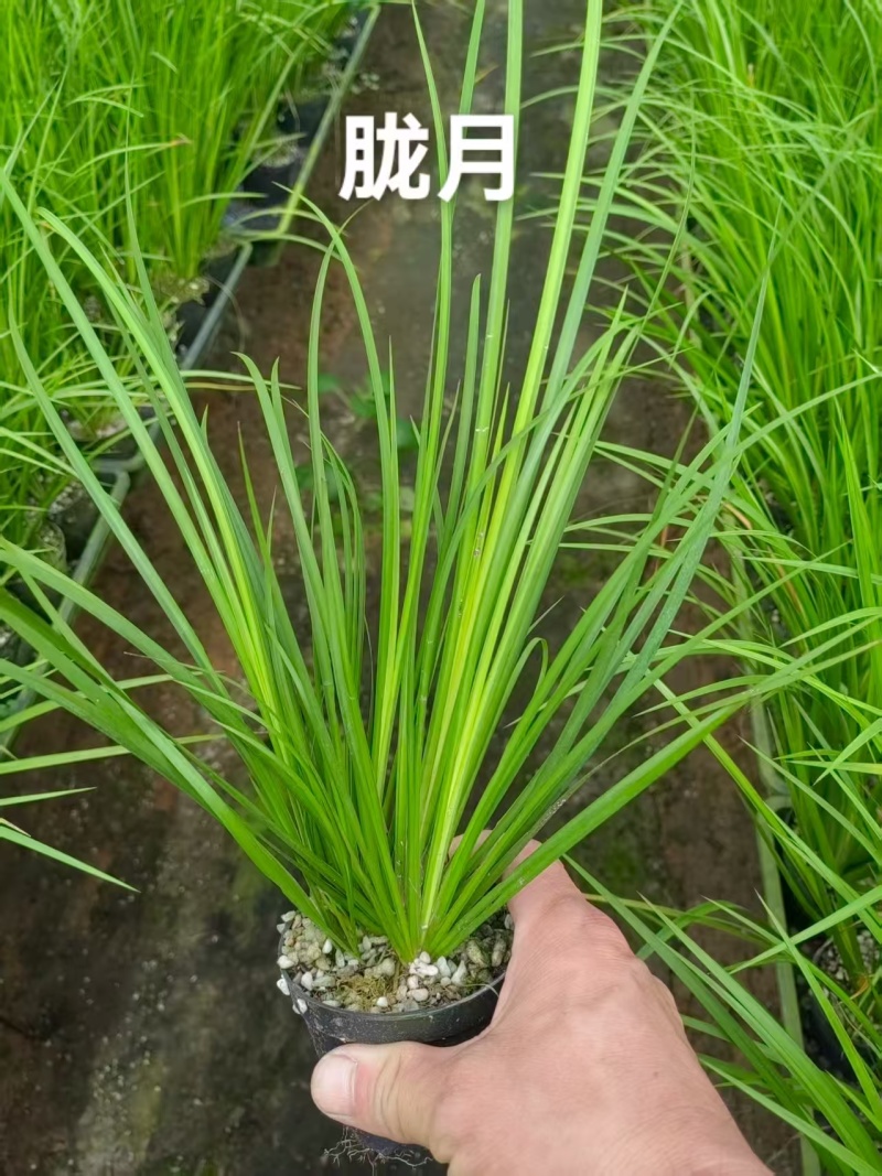 苔藓球多种桌面款可供应