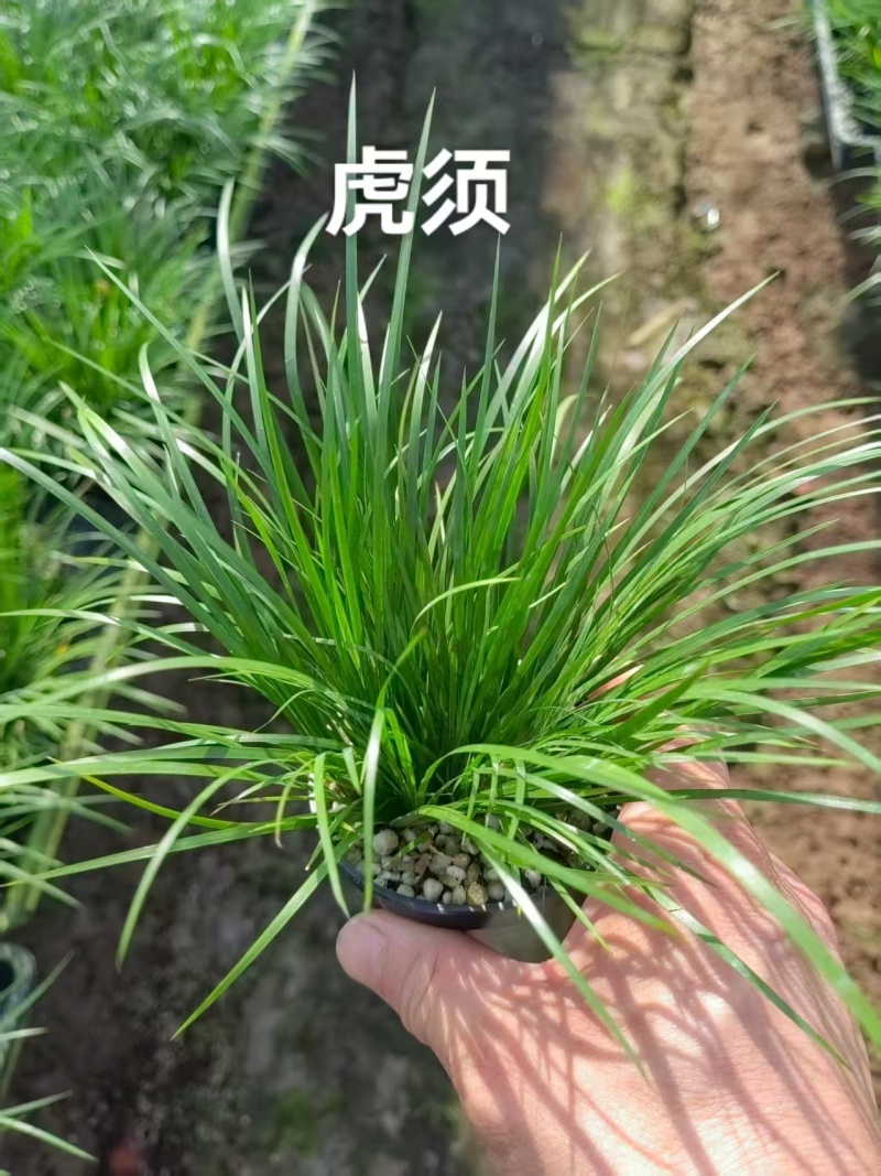 苔藓球多种桌面款可供应