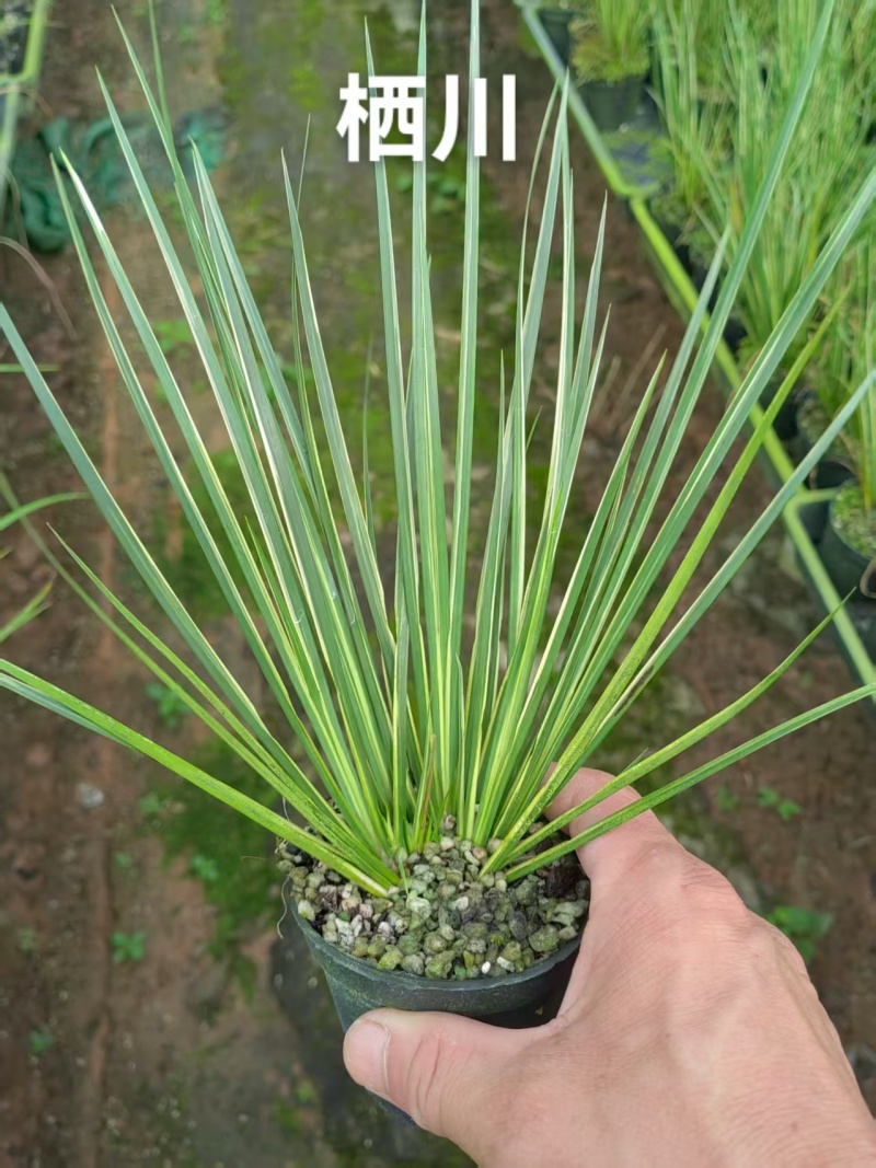 苔藓球多种桌面款可供应