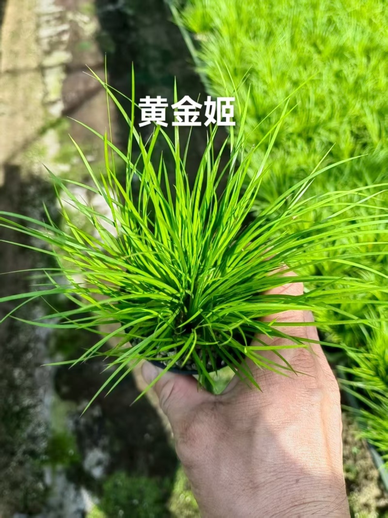 苔藓球多种桌面款可供应