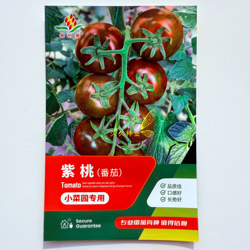 紫桃番茄种子酸甜可口硬度好阳台易活四季盆栽西红柿蔬