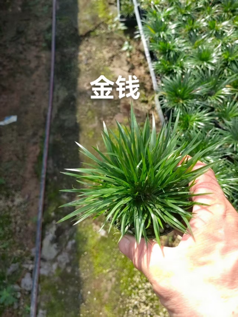 苔藓球多种桌面款可供应