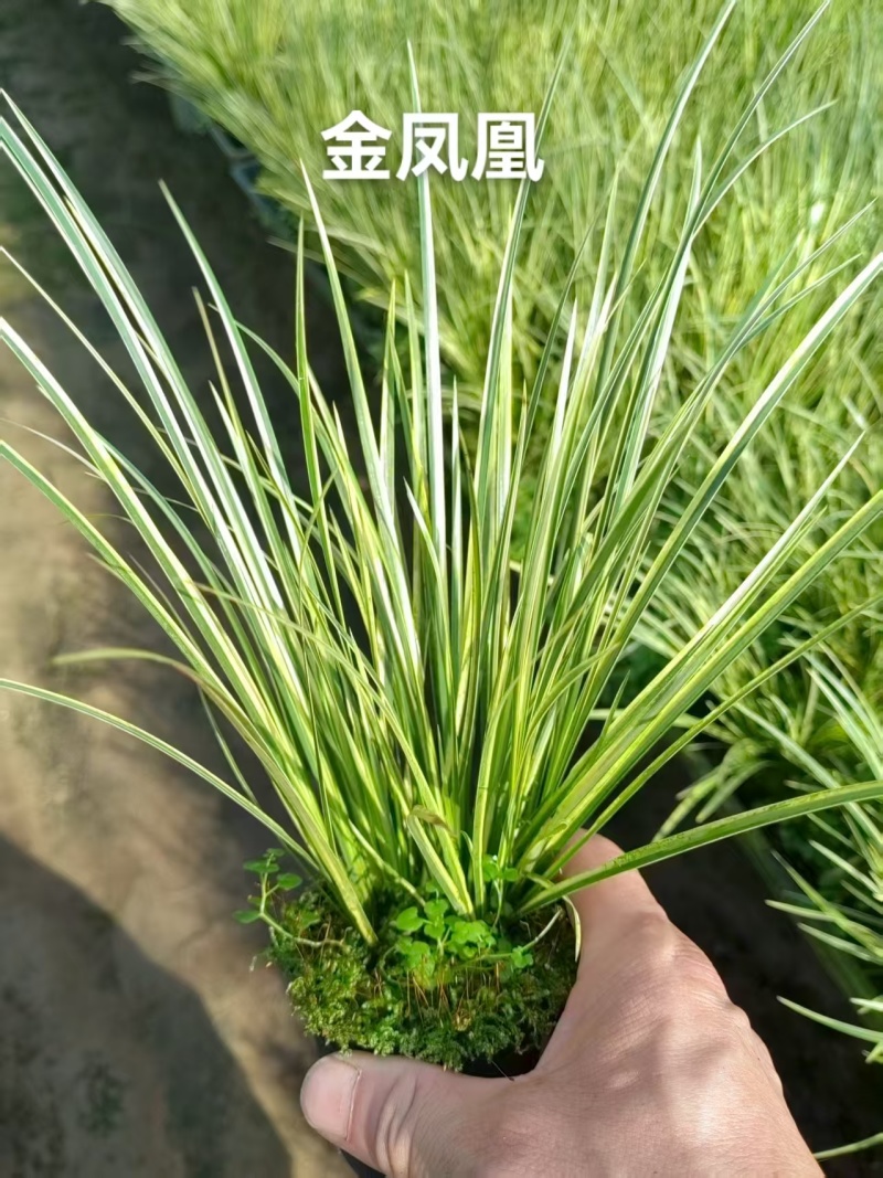 苔藓球多种桌面款可供应