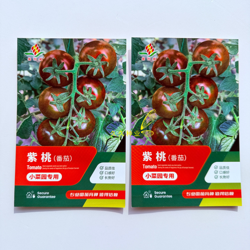 紫桃番茄种子酸甜可口硬度好阳台易活四季盆栽西红柿蔬