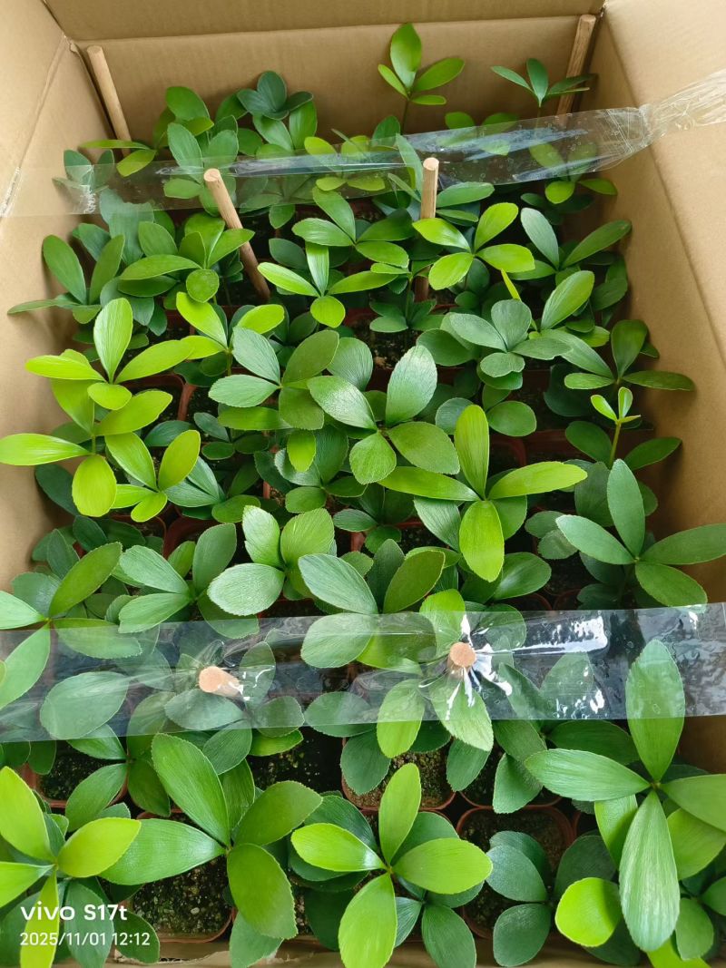 多肉漳州大棚种植