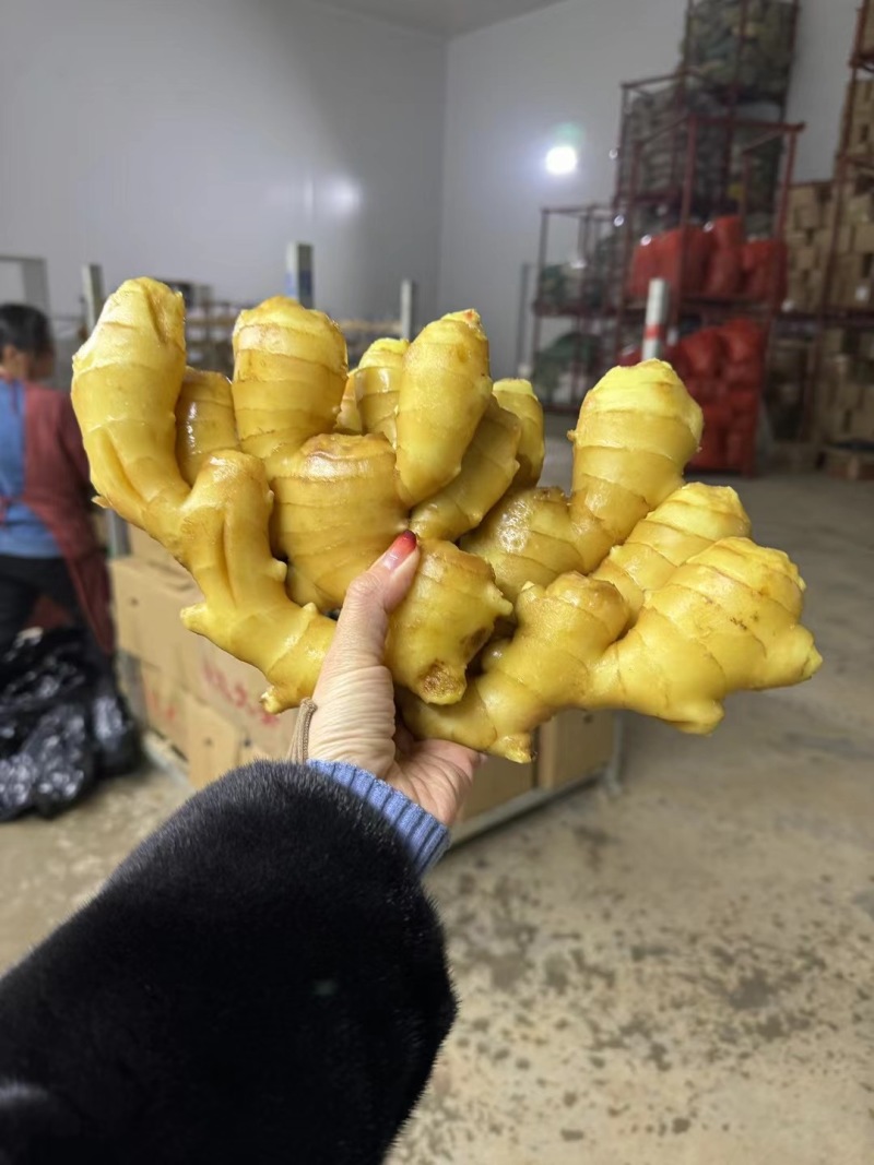 陕西万亩鲜姜新姜大量上市代存入库，代收代发