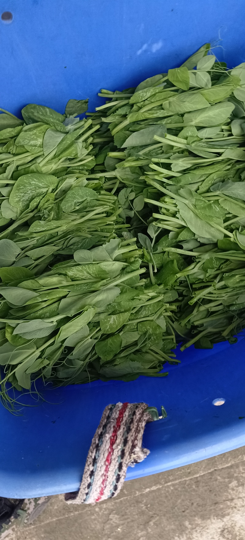 贵州露天豌豆尖大量有货需要联系我！