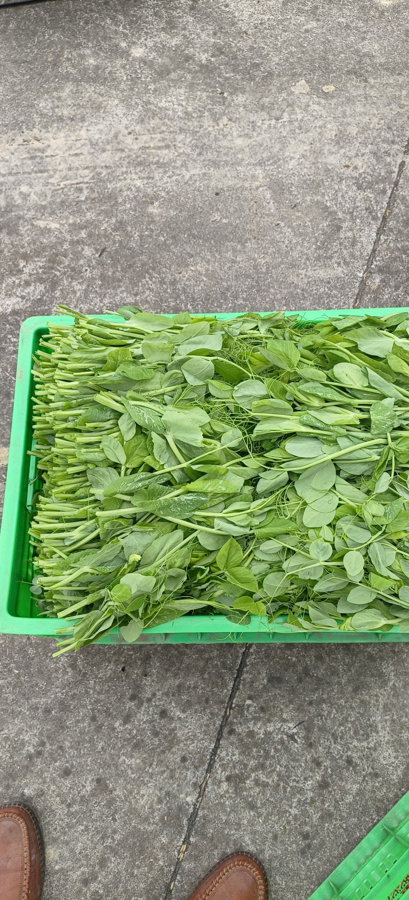贵州露天豌豆尖大量有货需要联系我！