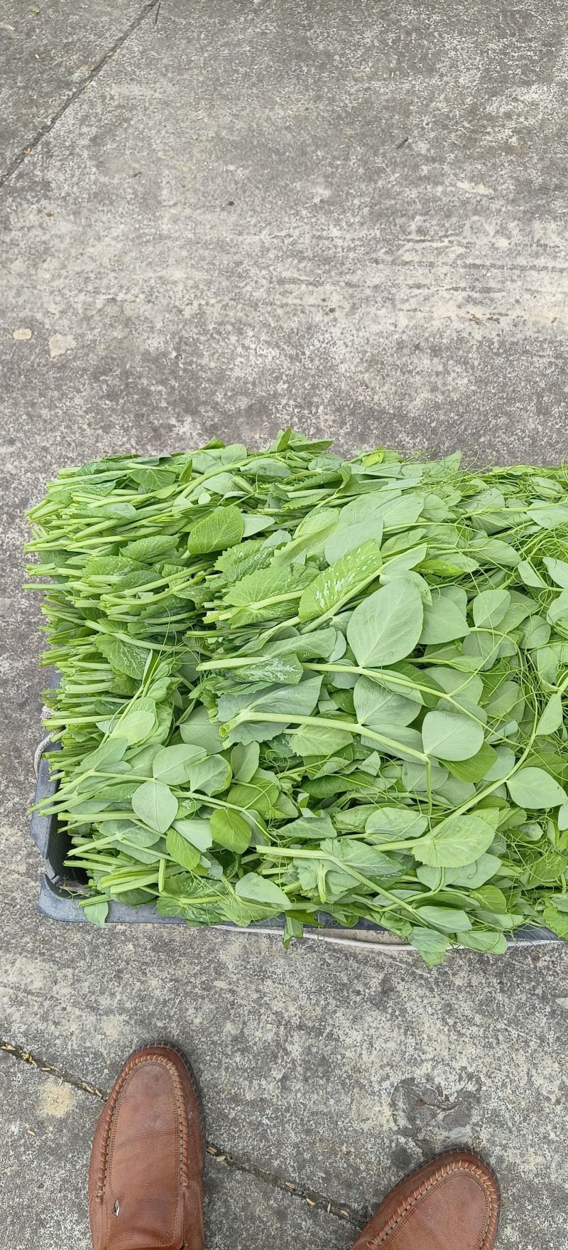 贵州露天豌豆尖大量有货需要联系我！