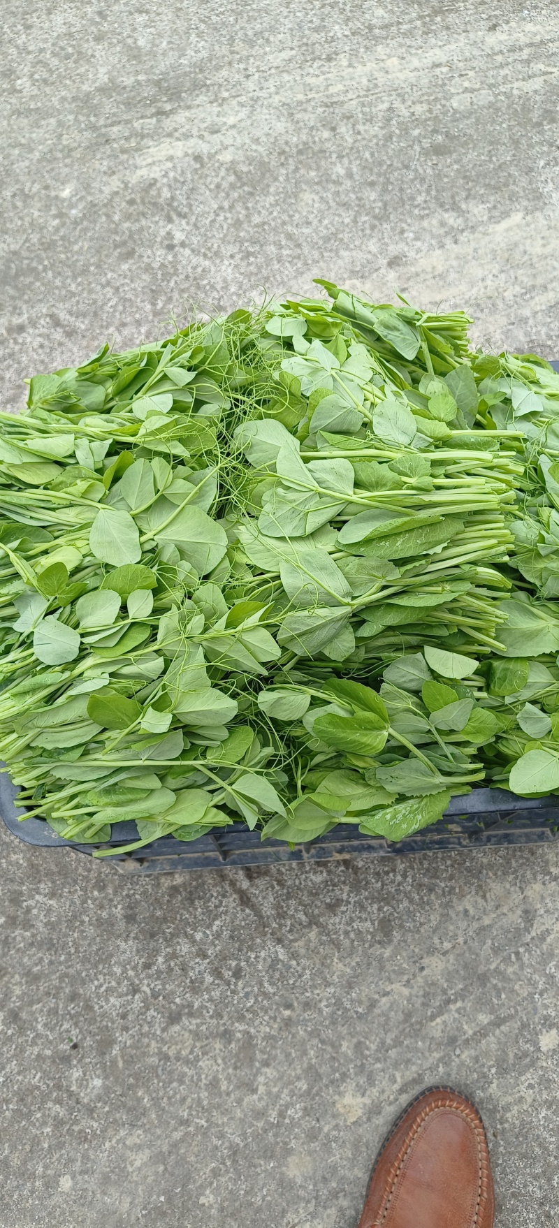 贵州露天豌豆尖大量有货需要联系我！