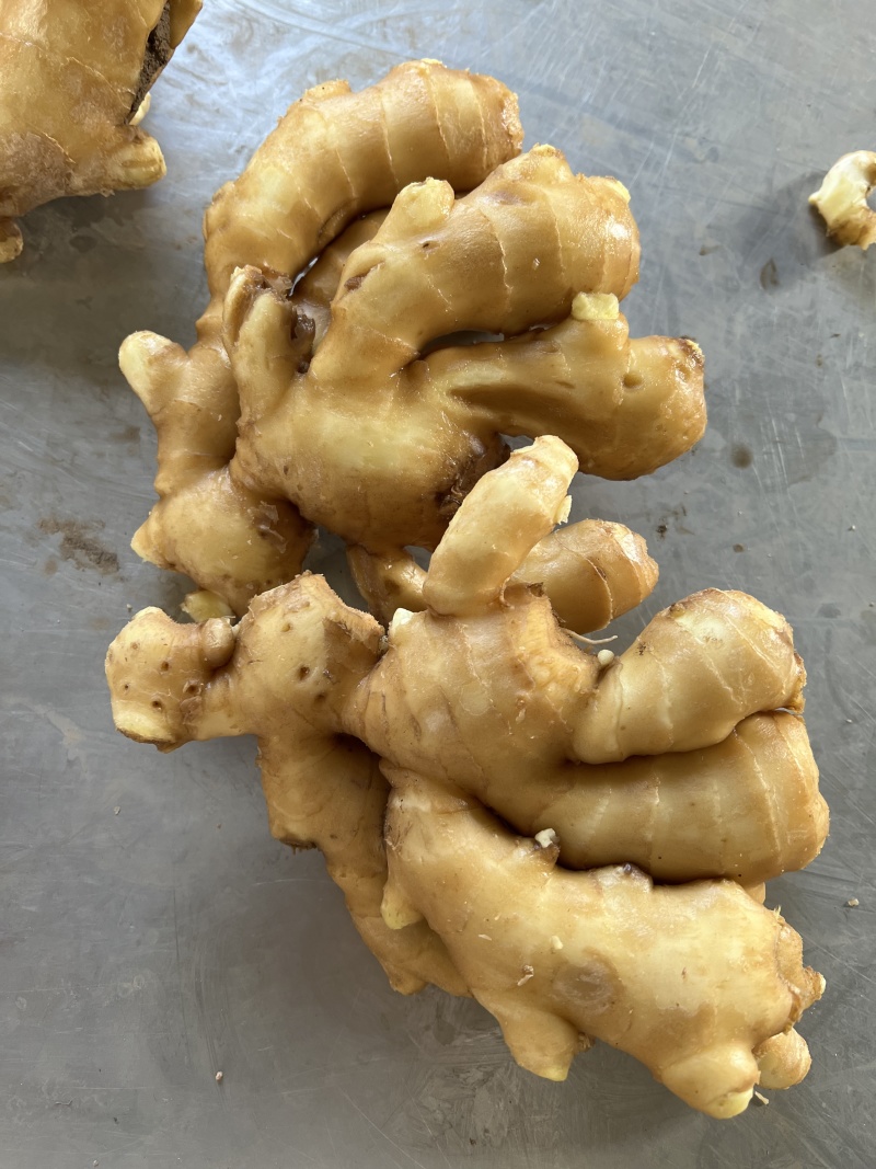 甘肃万亩鲜姜新姜大量上市代存入库，代收代发