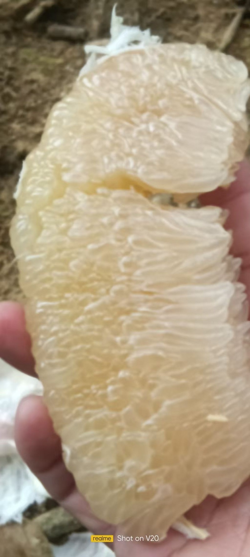 白肉柚子新货25w斤