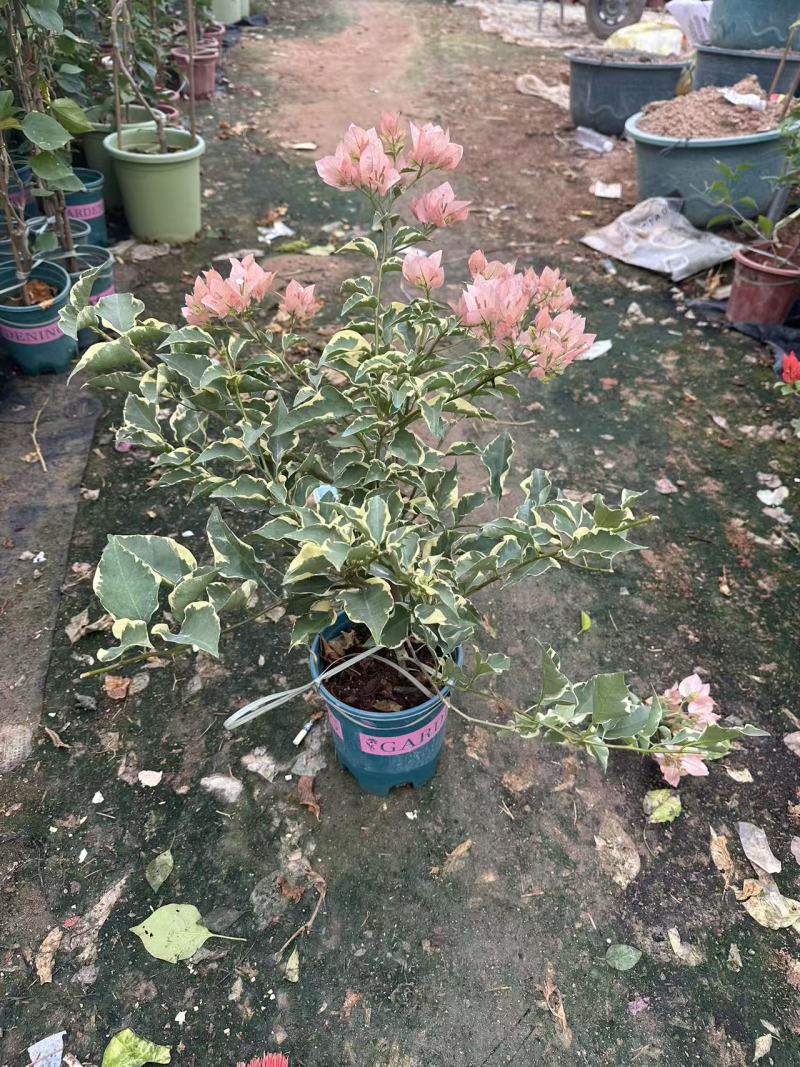 三角梅小红盆