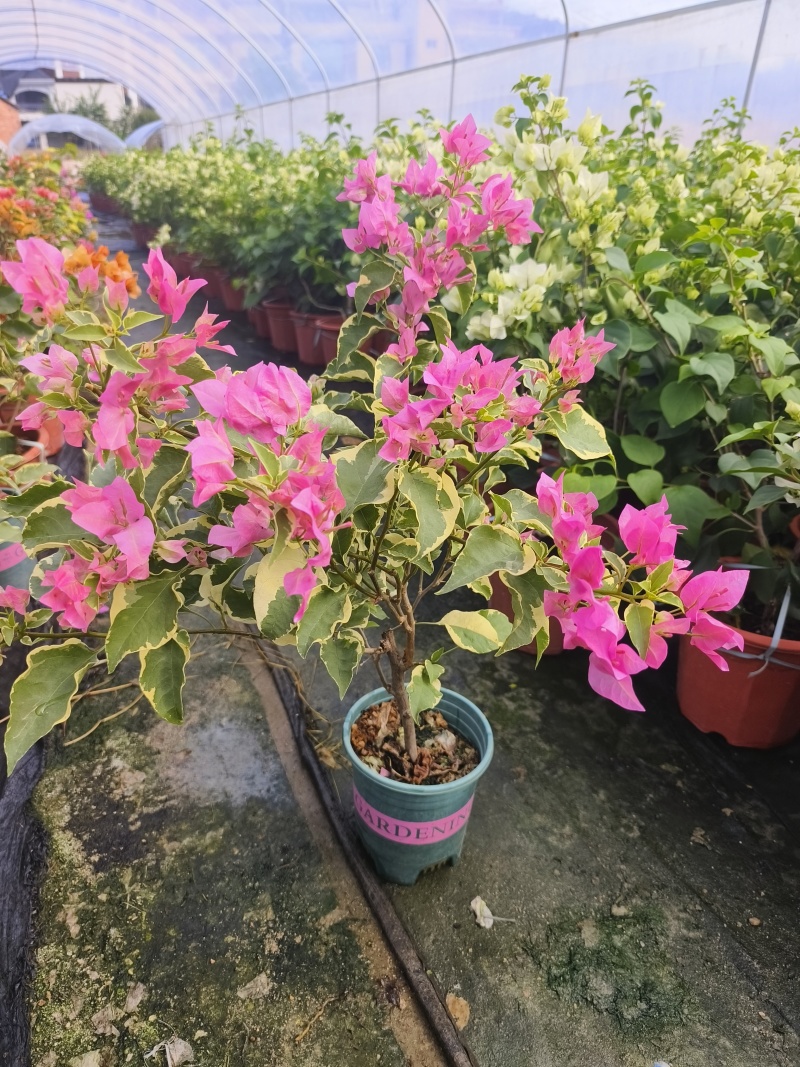 三角梅小红盆