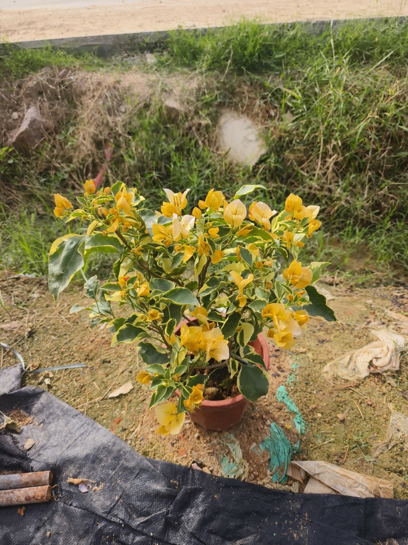三角梅小红盆