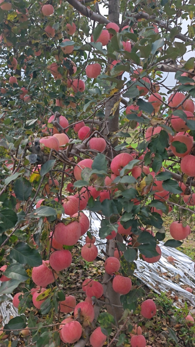 陕西红富士苹果