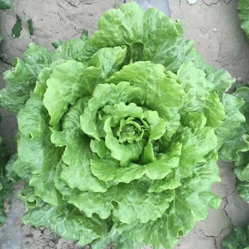 美迪308生菜种子耐抽苔耐热耐寒高产半结球生菜种籽春秋播