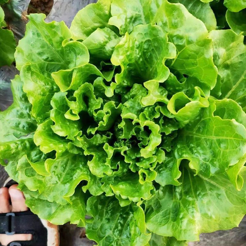 美迪308生菜种子耐抽苔耐热耐寒高产半结球生菜种籽春秋播