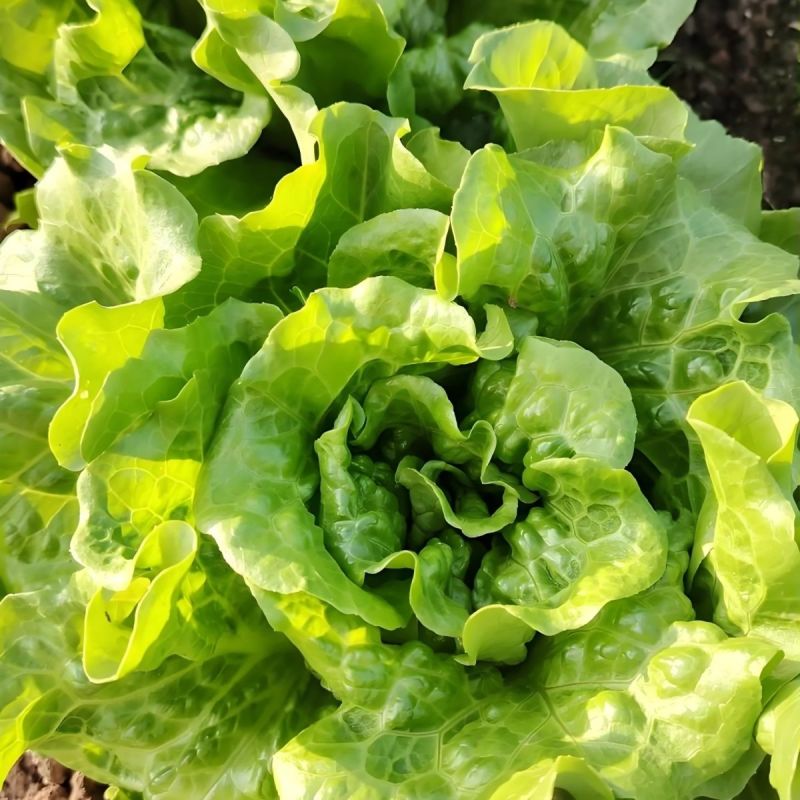 美迪308生菜种子耐抽苔耐热耐寒高产半结球生菜种籽春秋播