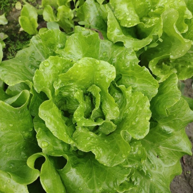 美迪308生菜种子耐抽苔耐热耐寒高产半结球生菜种籽春秋播
