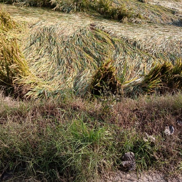 水稻🌾