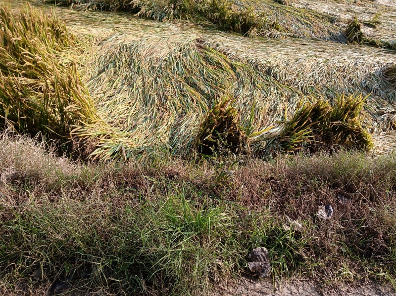 水稻🌾