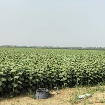 葵花籽货源充足有需要联系
