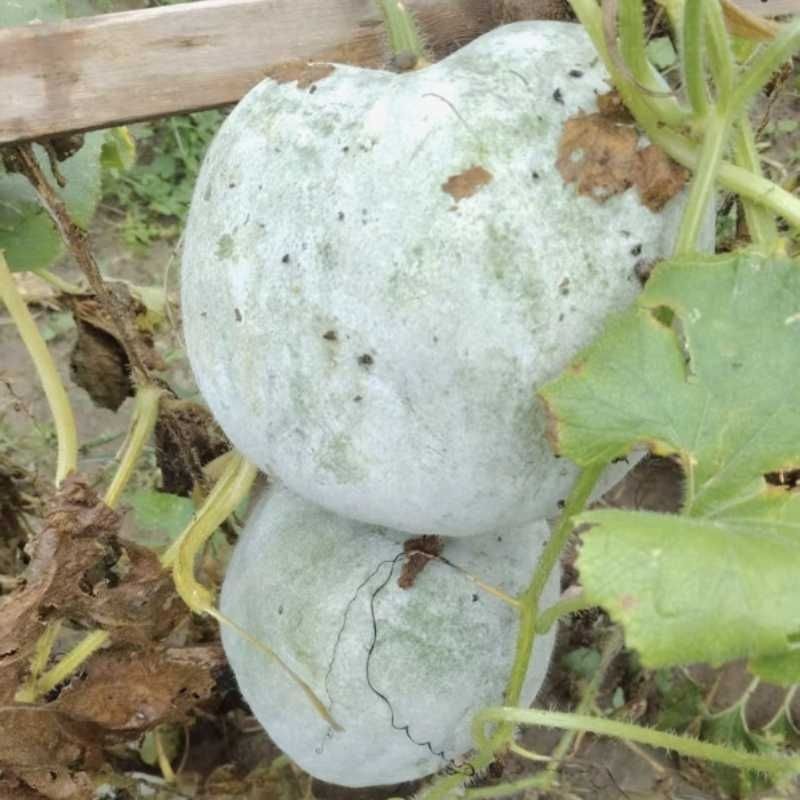 老北京柿饼冬瓜种子早熟高产抗病耐热耐寒农家菜园基地种植