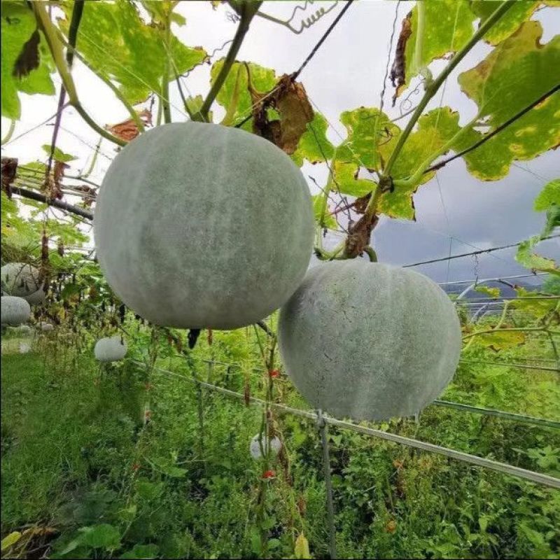 老北京柿饼冬瓜种子早熟高产抗病耐热耐寒农家菜园基地种植