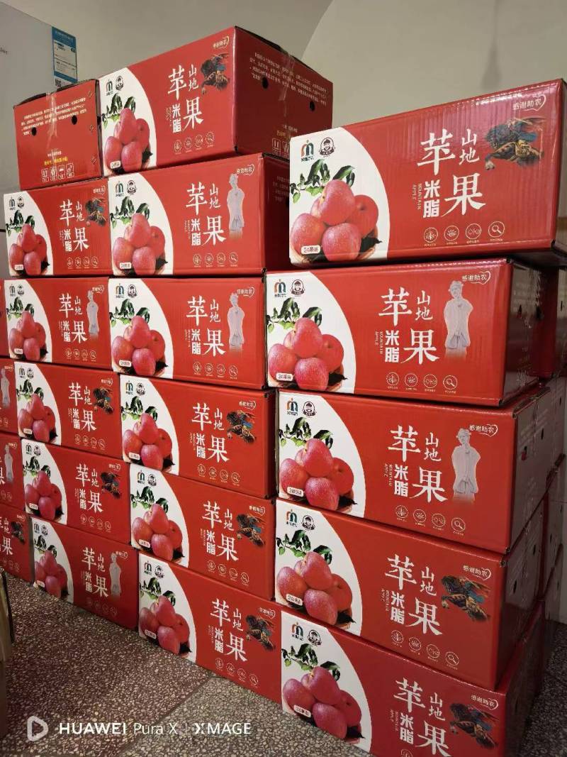 陕西省榆林市米脂高山黄土地富士苹果