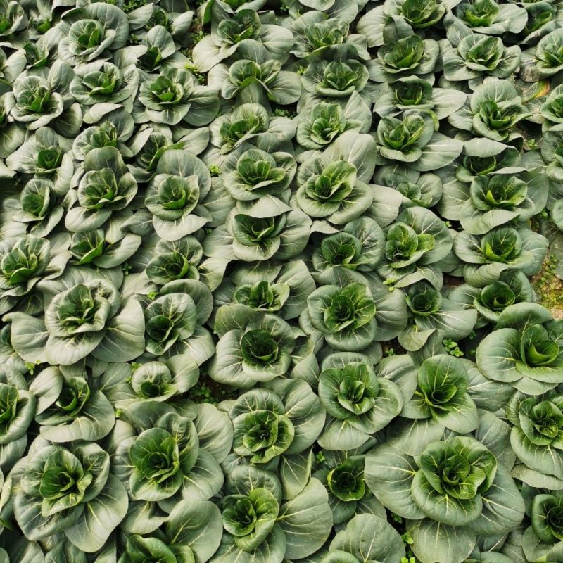 墨娇娜三系杂交矮脚苏州青大头束腰青菜种子耐寒青梗菜春秋播