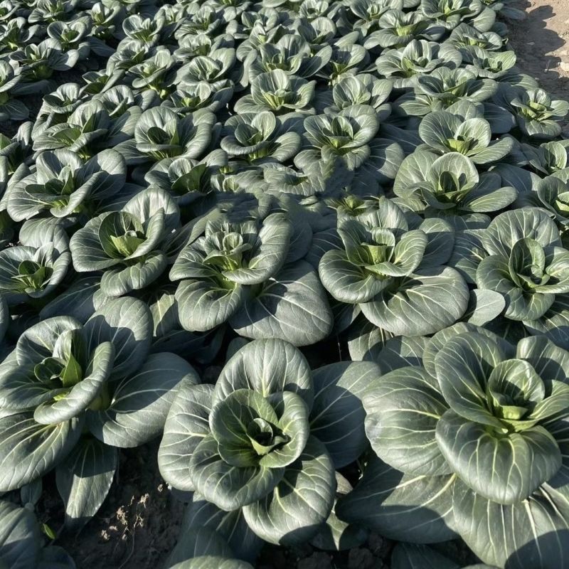 墨娇娜三系杂交矮脚苏州青大头束腰青菜种子耐寒青梗菜春秋播