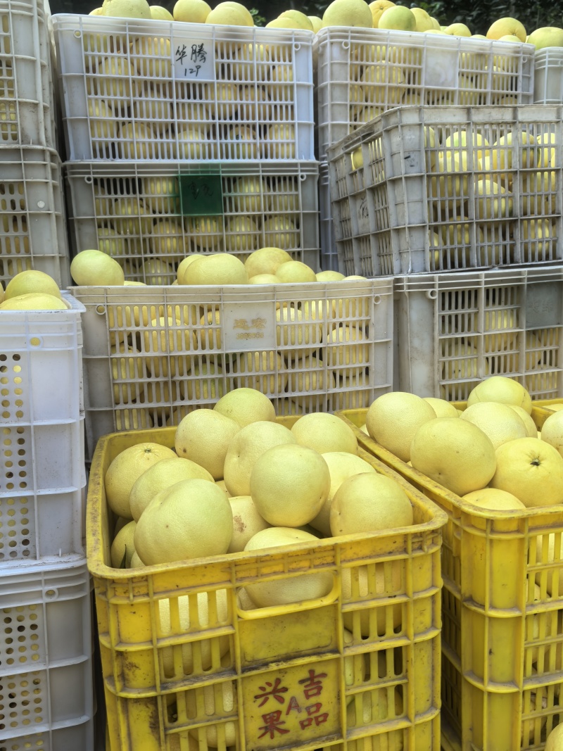 平和葡萄柚水分充足皮薄多汁全国代发一手货源
