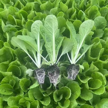 大白菜苗耐寒耐热耐起苔定植时间短抗大根