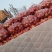 韩富士苹果大量上市，产地直发，品质保证，可视频看货