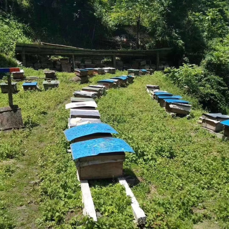 阿坝州茂县自然保护区农家百花蜜，土蜂蜜，一年只取一次蜜