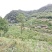阿坝州茂县自然保护区农家百花蜜，土蜂蜜，一年只取一次蜜