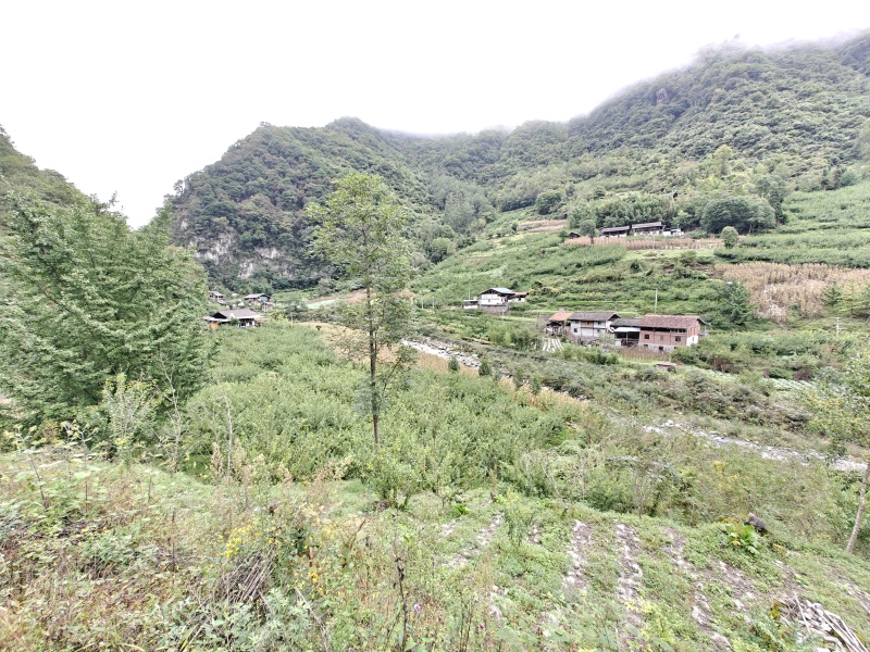阿坝州茂县自然保护区农家百花蜜，土蜂蜜，一年只取一次蜜