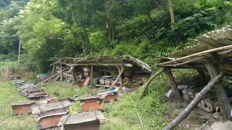 阿坝州茂县自然保护区农家百花蜜，土蜂蜜，一年只取一次蜜